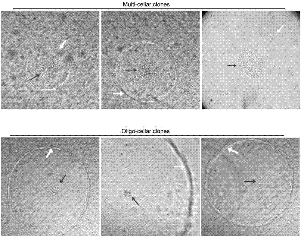 Method for establishing liver cancer xenograft tumor model based on liver cancer circulating tumor cell biological gel hanging-drop culture technology