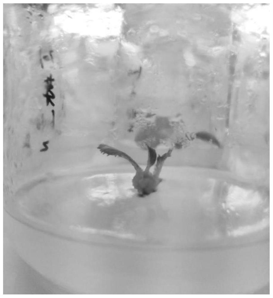 A method for transplanting rootless tissue-cultured seedlings of delicious kiwifruit rootstock