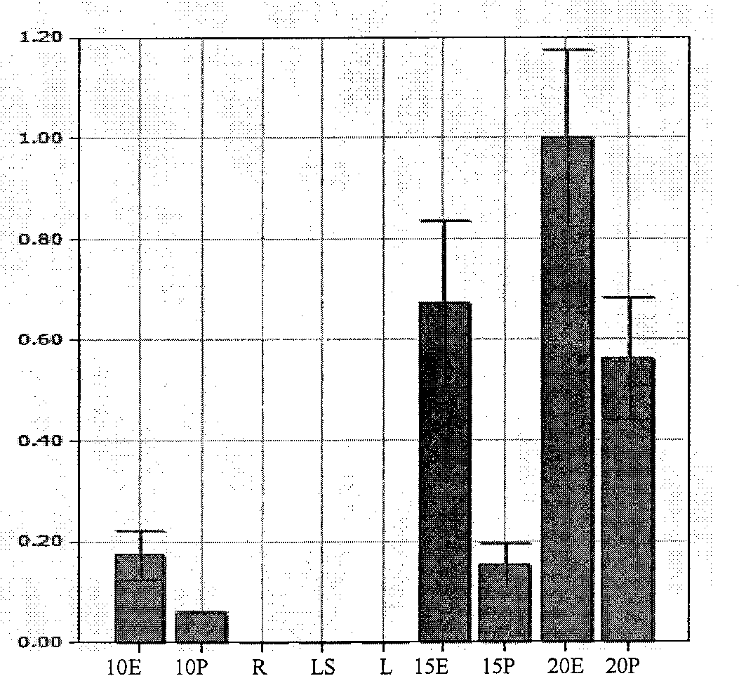 Starch synthase gene promoter with seed-specific expression and application thereof