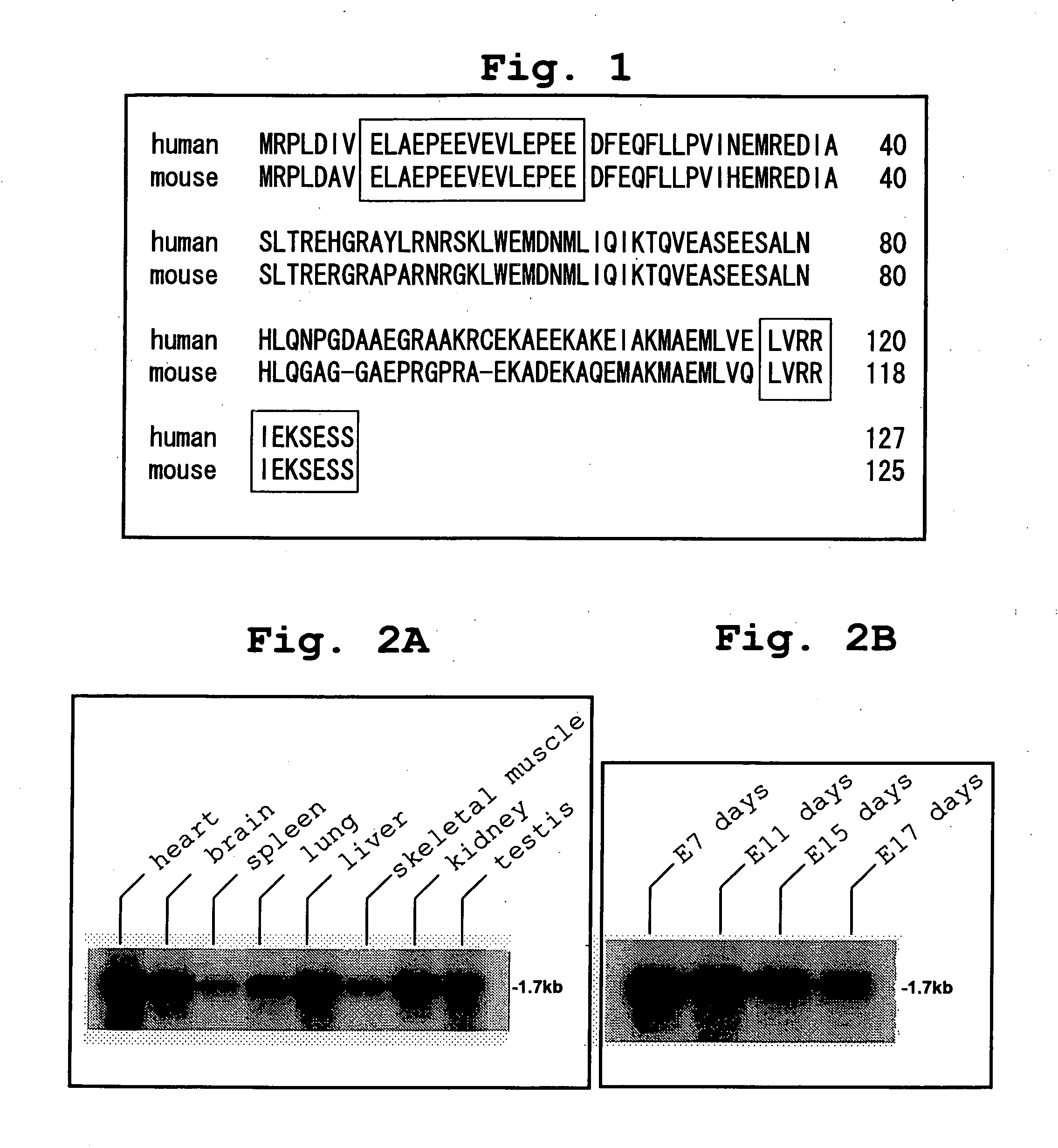 Apoptosis-associated protein and use thereof