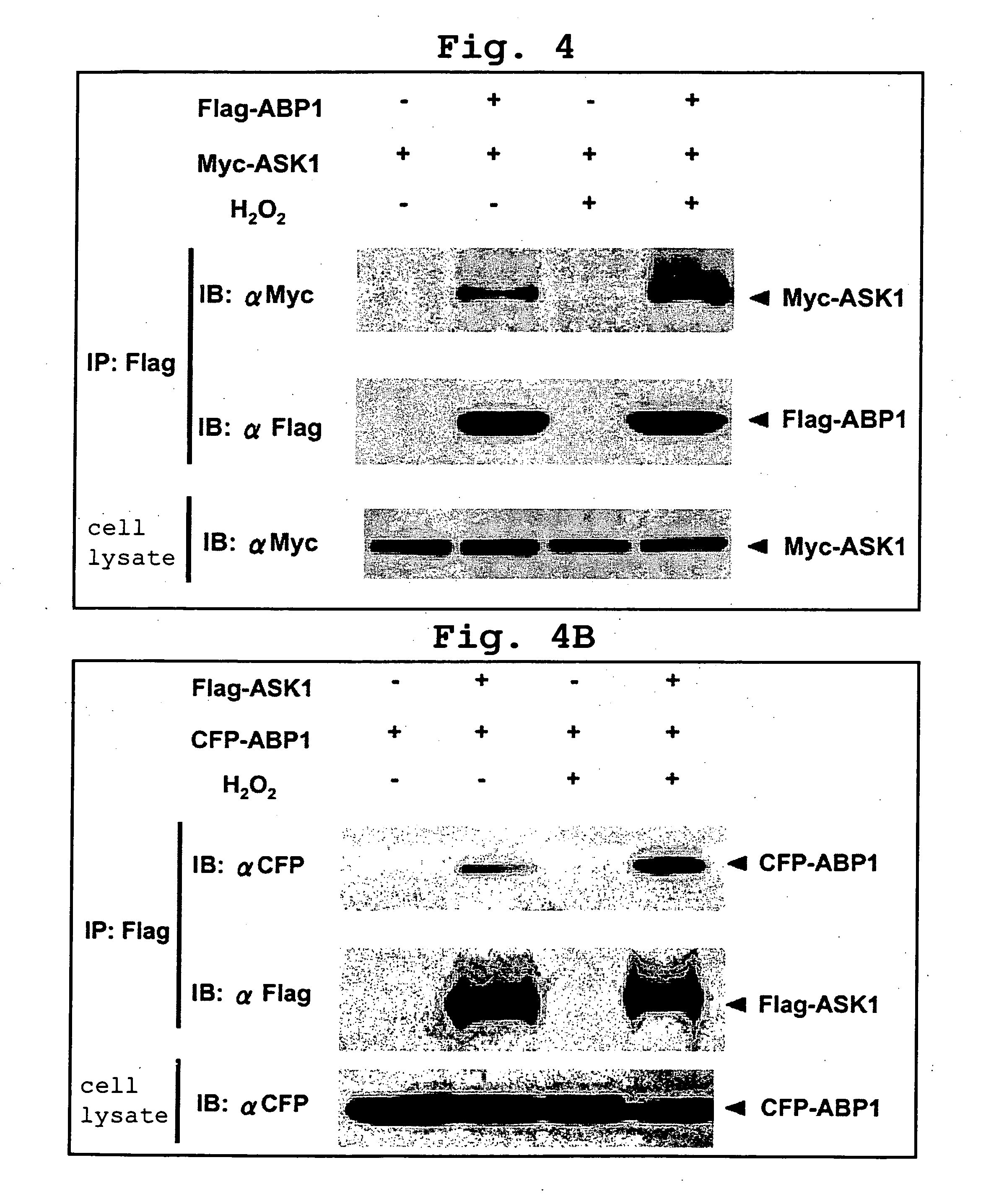 Apoptosis-associated protein and use thereof