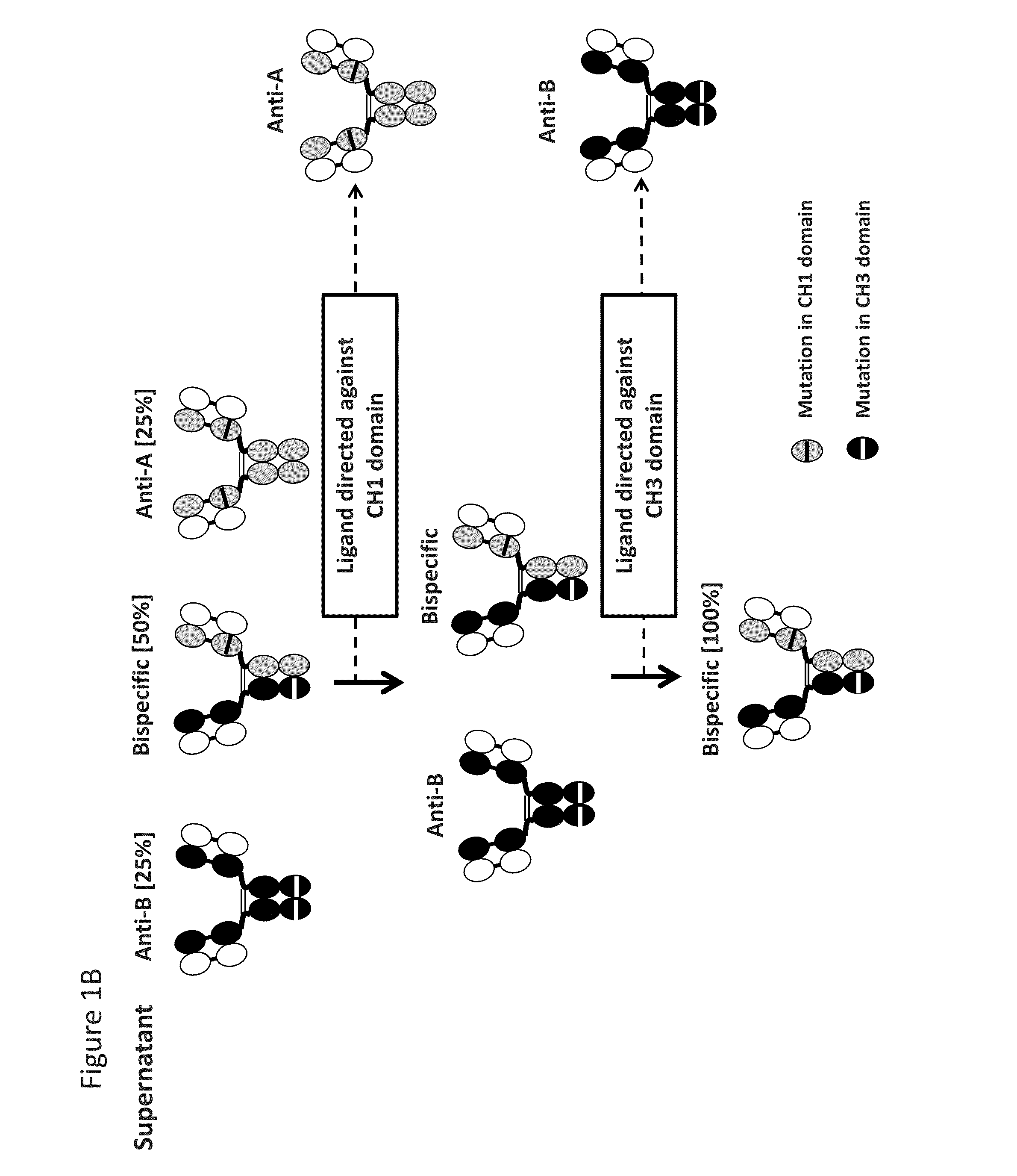 Readily Isolated Bispecific Binding Molecules with Native Format Having Mutated Constant Regions