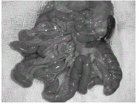 Establishing method for rat central type superior mesenteric vein thrombosis model