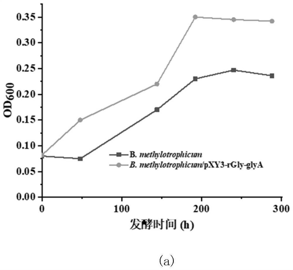 Reconstructed butyric acid bacillus methylophilus for synergistically assimilating methanol by utilizing WLP (White Like Prescription) pathway and reducing glycine pathway and application of reconstructed butyric acid bacillus methylophilus