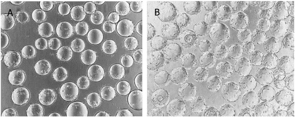 Method for producing siniperca chuatsi infectious spleen and kidney necrosis virus and siniperca chuatsi rhabdovirus through microcarrier suspension culturing CPB cells