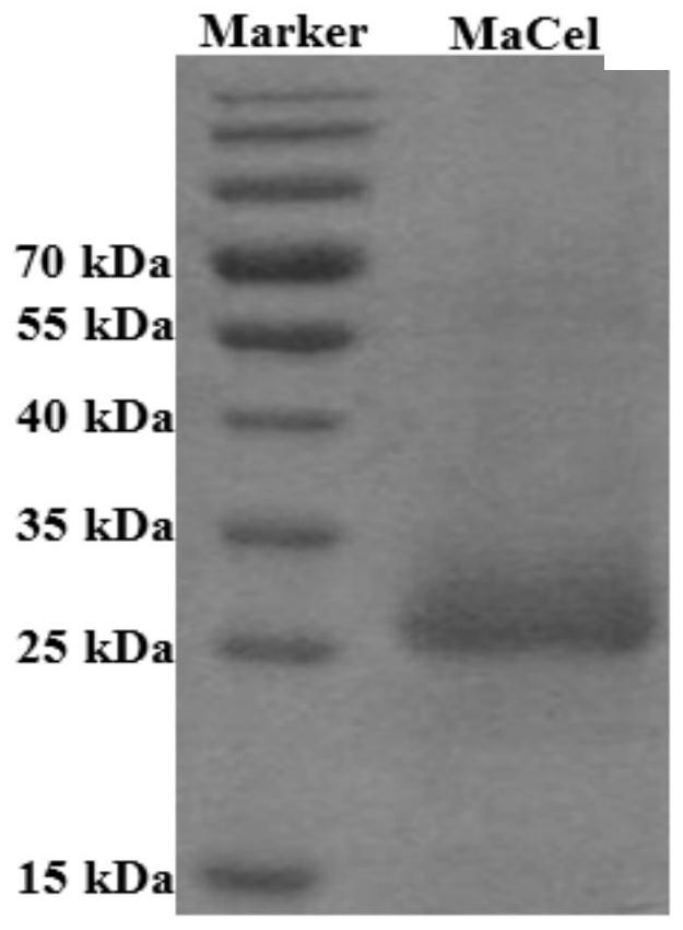 Endoglucanase gene, endoglucanase, and preparation method and application of endoglucanase