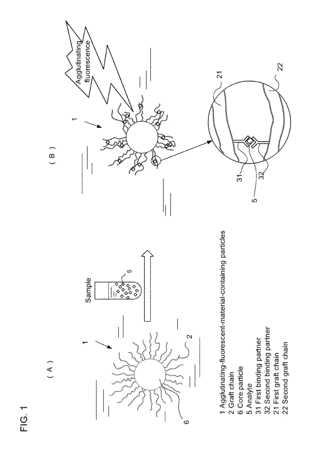 Analyte concentration measuring method, particle containing agglutinated fluorescent material, and inspection device