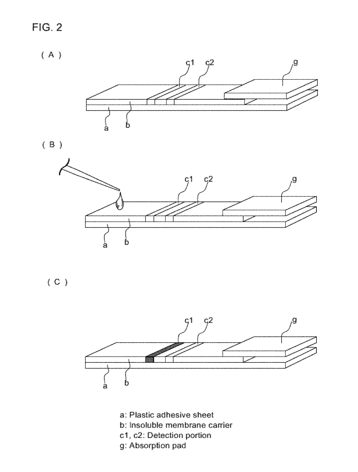 Analyte concentration measuring method, particle containing agglutinated fluorescent material, and inspection device