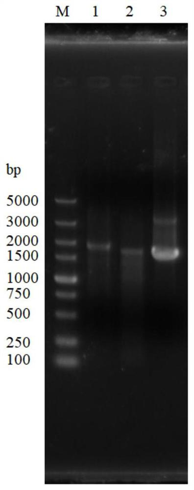 Genetically engineered bacterium with low yield of 2-phenethyl alcohol and application of genetically engineered bacterium