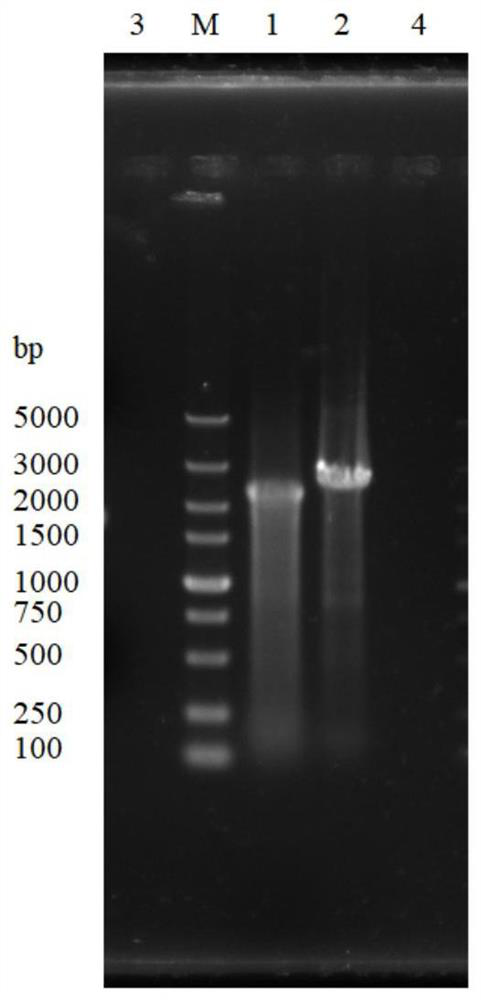 Genetically engineered bacterium with low yield of 2-phenethyl alcohol and application of genetically engineered bacterium