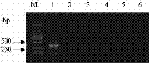 Tembusu virus nano PCR (Polymerase Chain Reaction) detection kit and detection method thereof