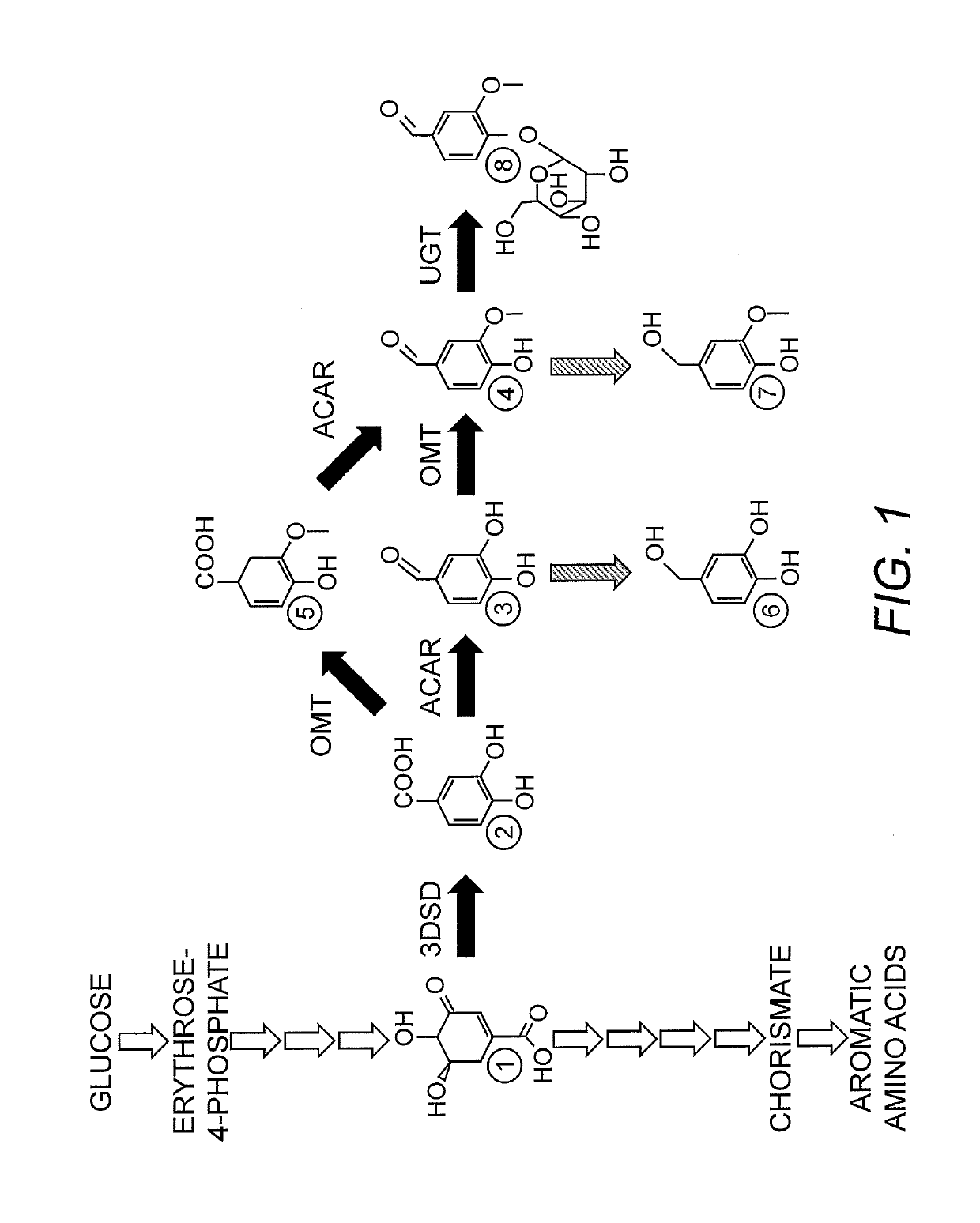 Compositions and methods for the biosynthesis of vanillin or vanillin beta-d-glucoside