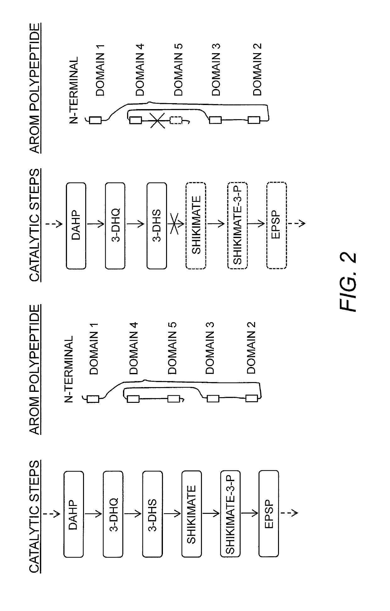 Compositions and methods for the biosynthesis of vanillin or vanillin beta-d-glucoside