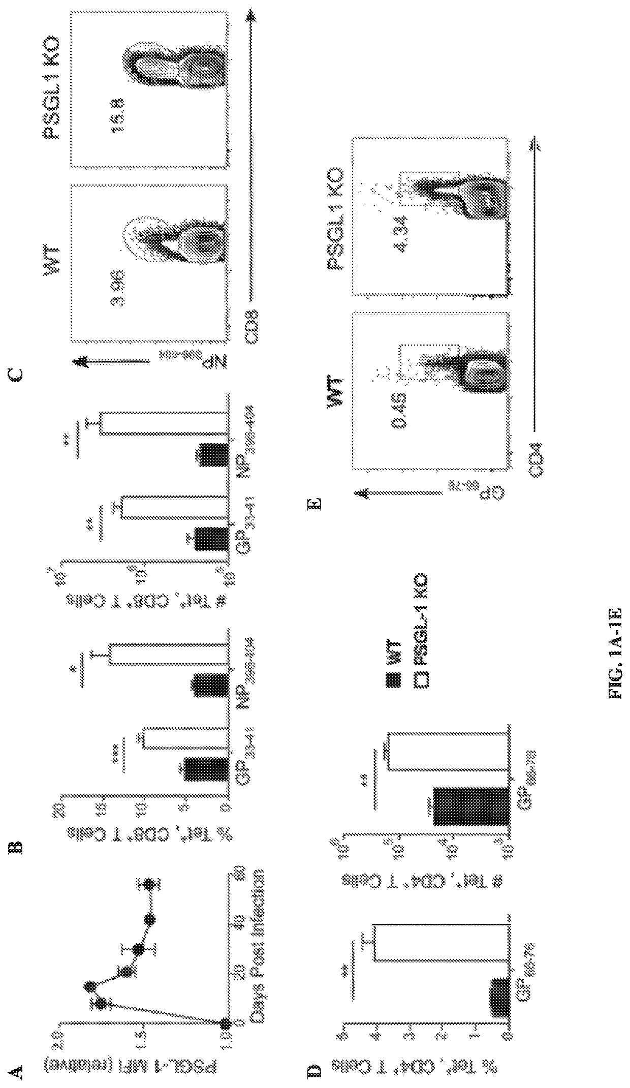 PSGL-1 modulators and uses thereof