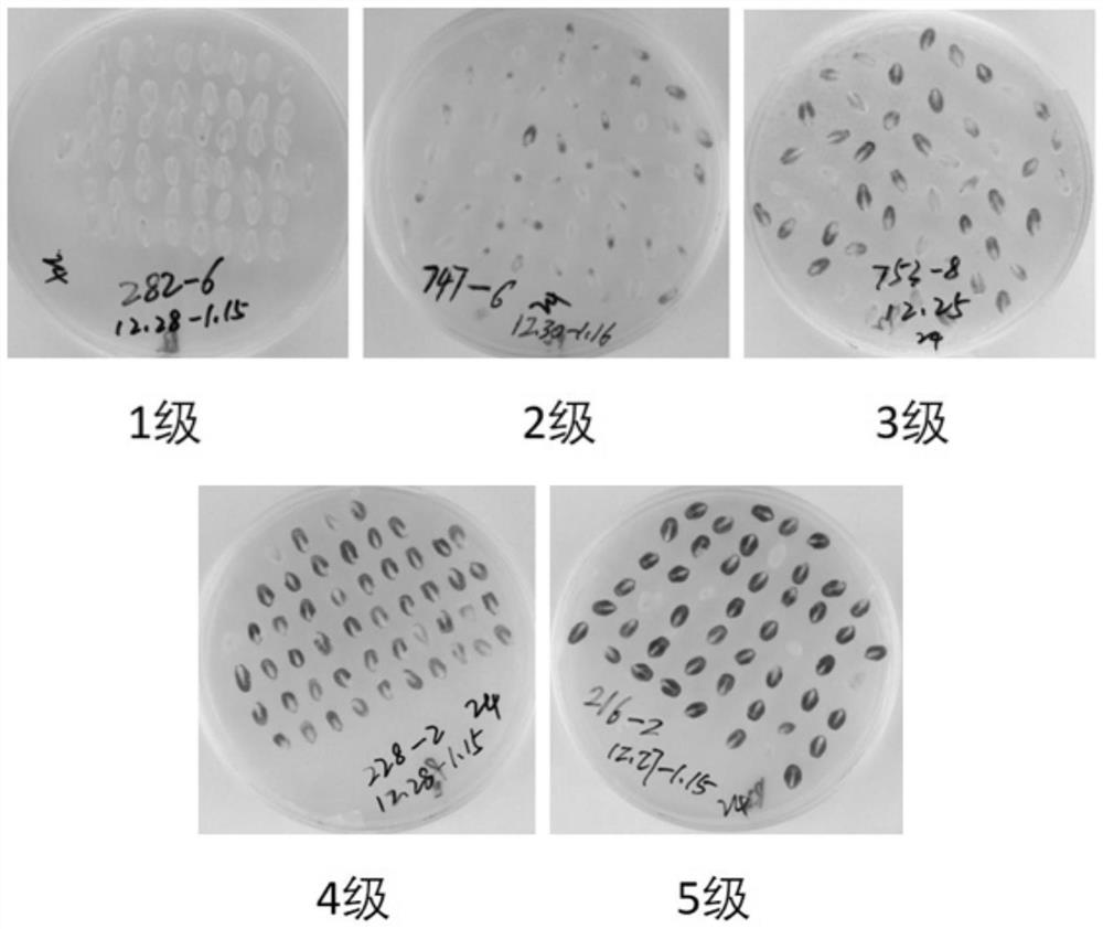 A method for efficiently identifying induced lines of maize haploid immature embryos