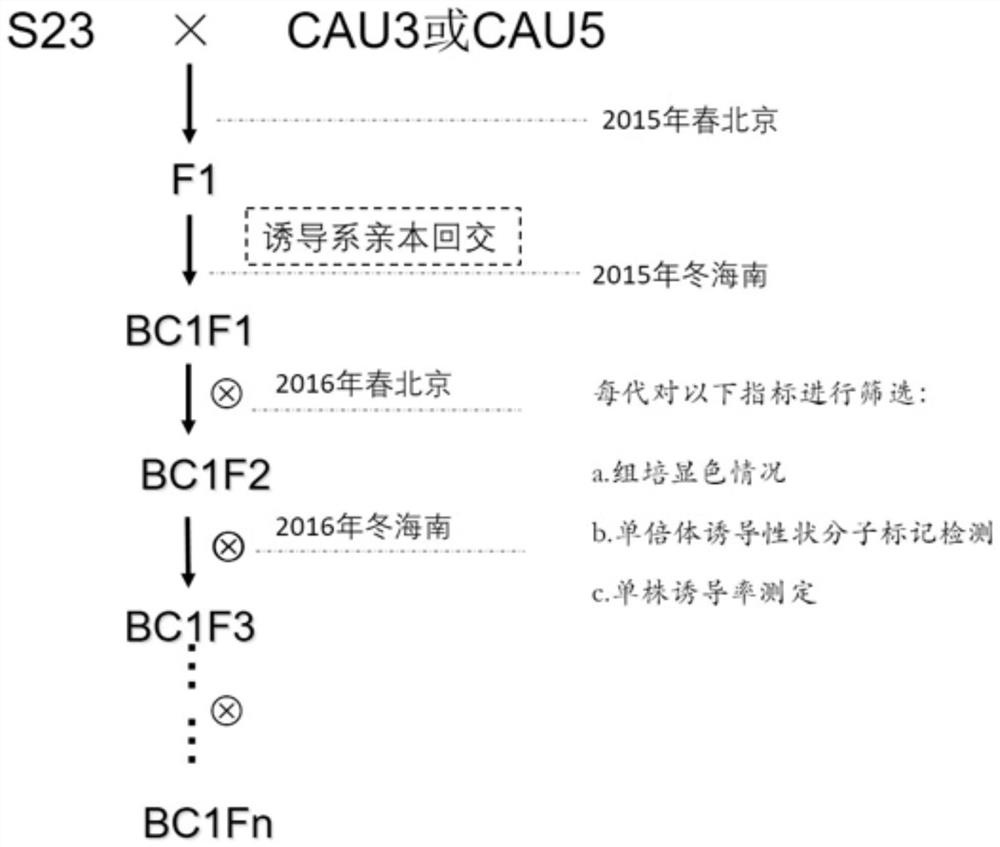 A method for efficiently identifying induced lines of maize haploid immature embryos