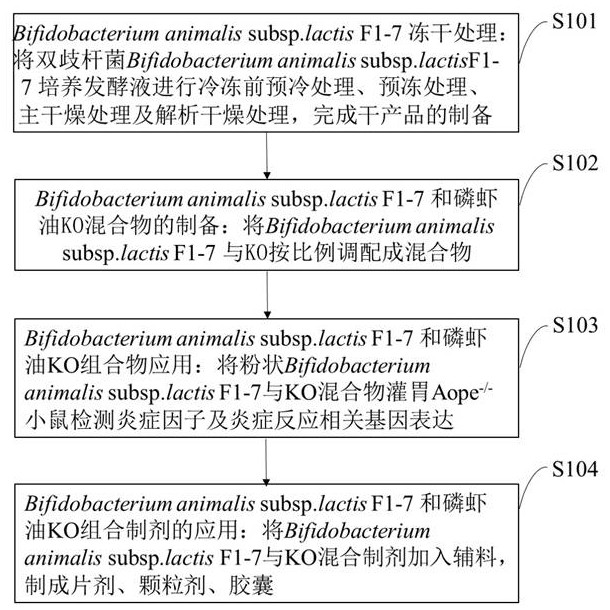 Preparation method and application of animal bifidobacterium F1-7 and euphausia superba oil composition for improving atherosclerosis inflammation