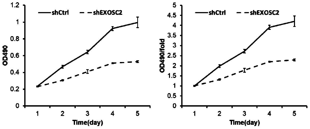 Application of human EXOSC2 gene and related product