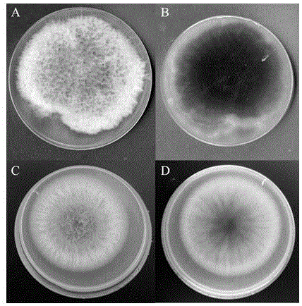 Antagonistic bacteria of radix pseudostellariae root rot and application thereof