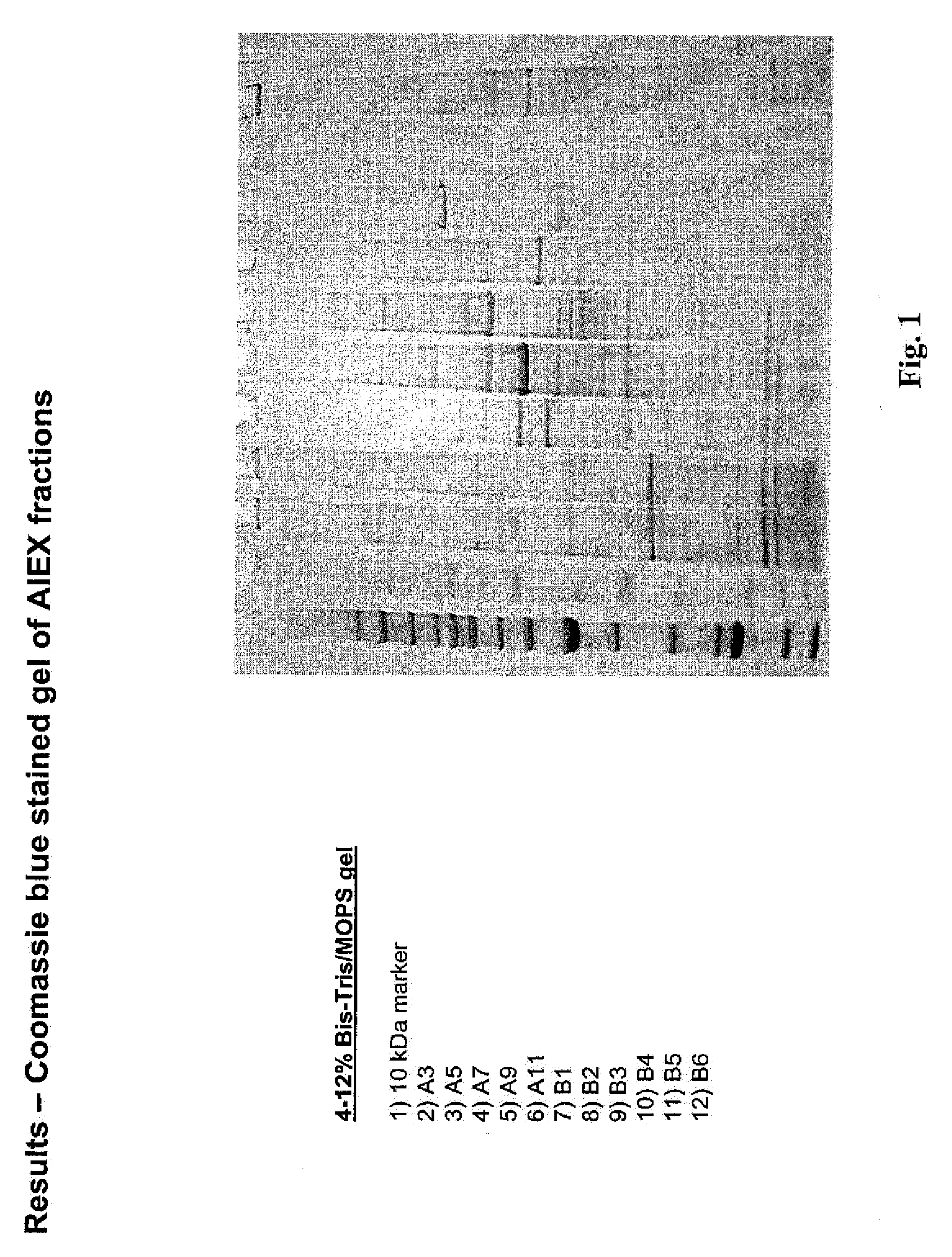 Lawsonia protein useful as a component in subunit vaccine and methods of making and using thereof