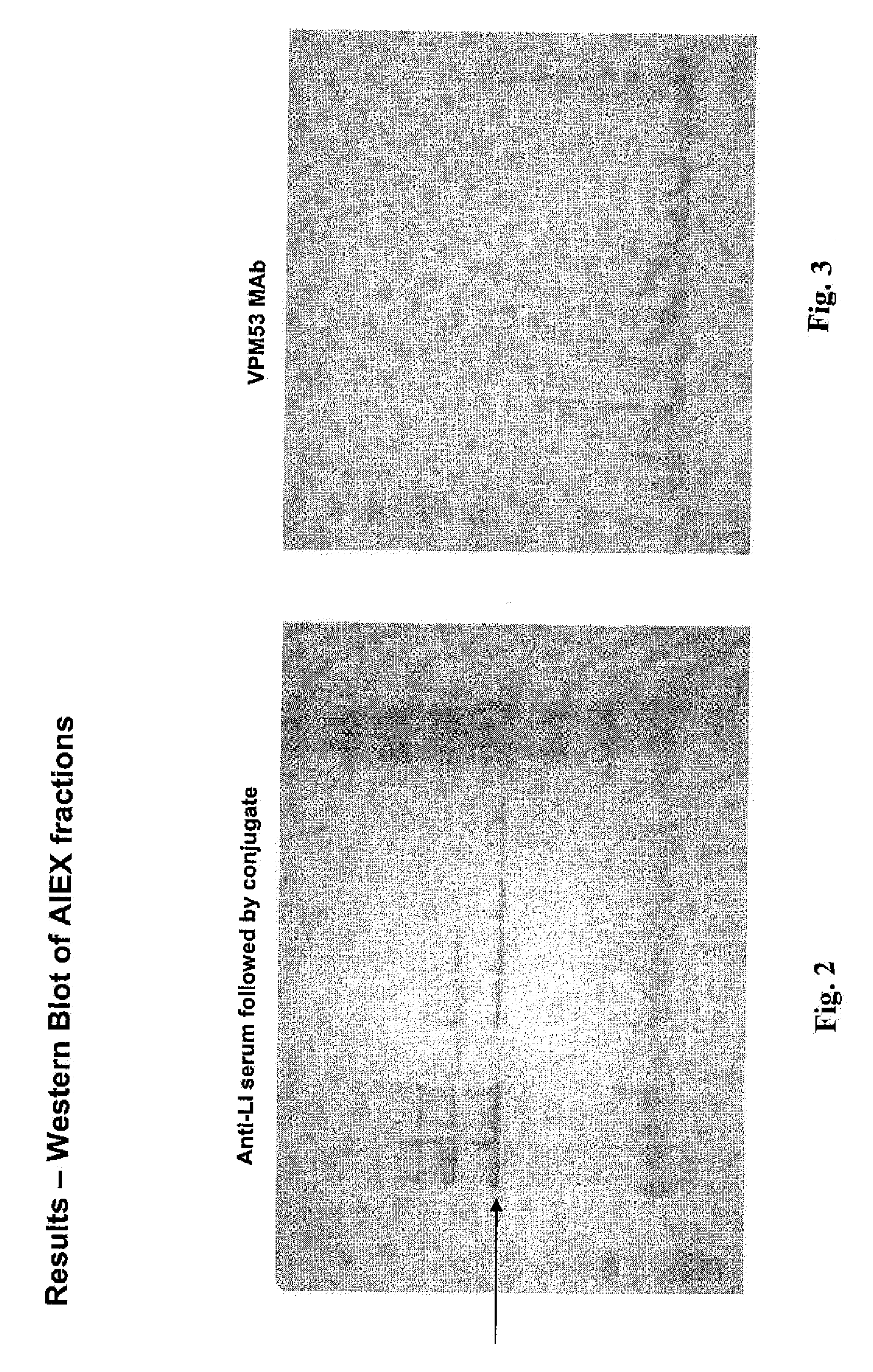 Lawsonia protein useful as a component in subunit vaccine and methods of making and using thereof