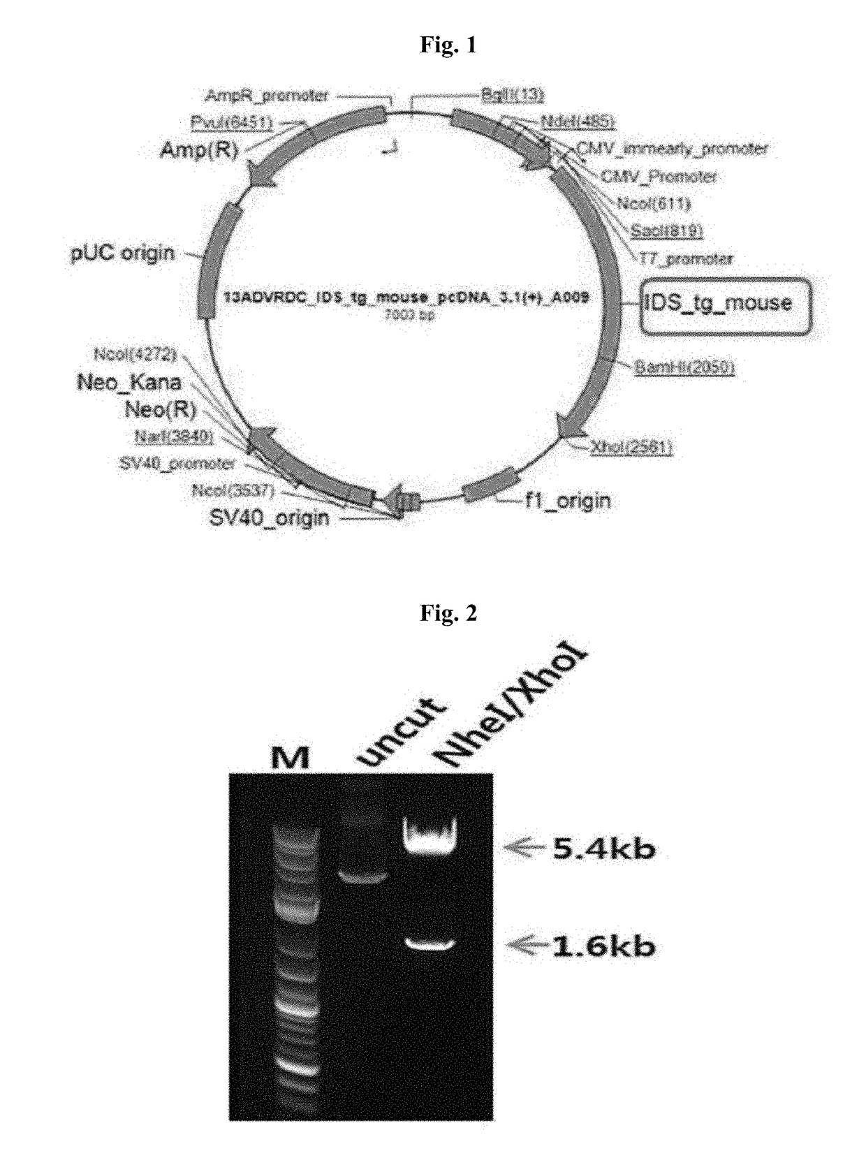 Transgenic mouse expressing inactivated human iduronate-2-sulphatase and method for improving a hunter syndrome treating agent using same