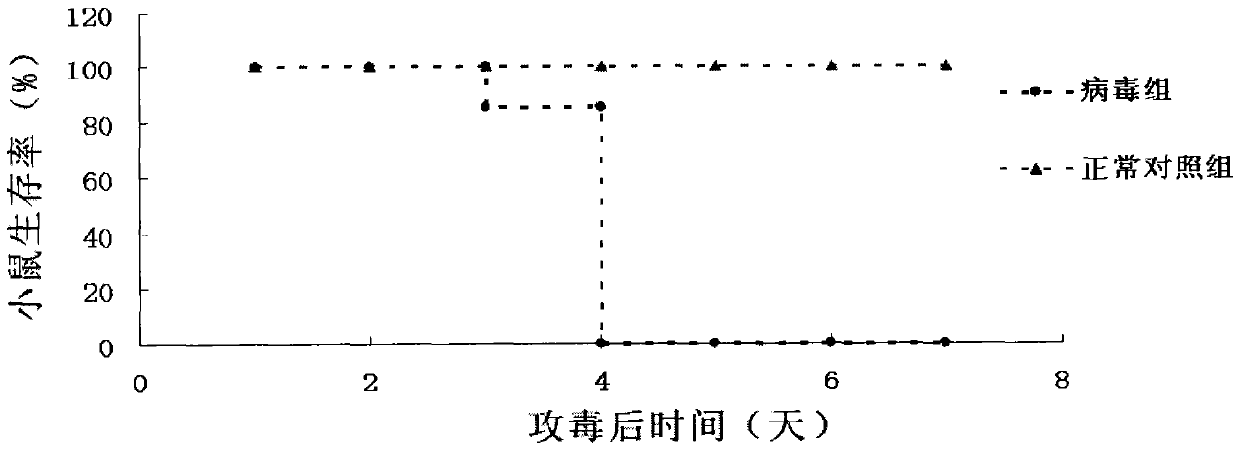 Coxsackie virus a16 type virus strain, application, vaccine and preparation method thereof