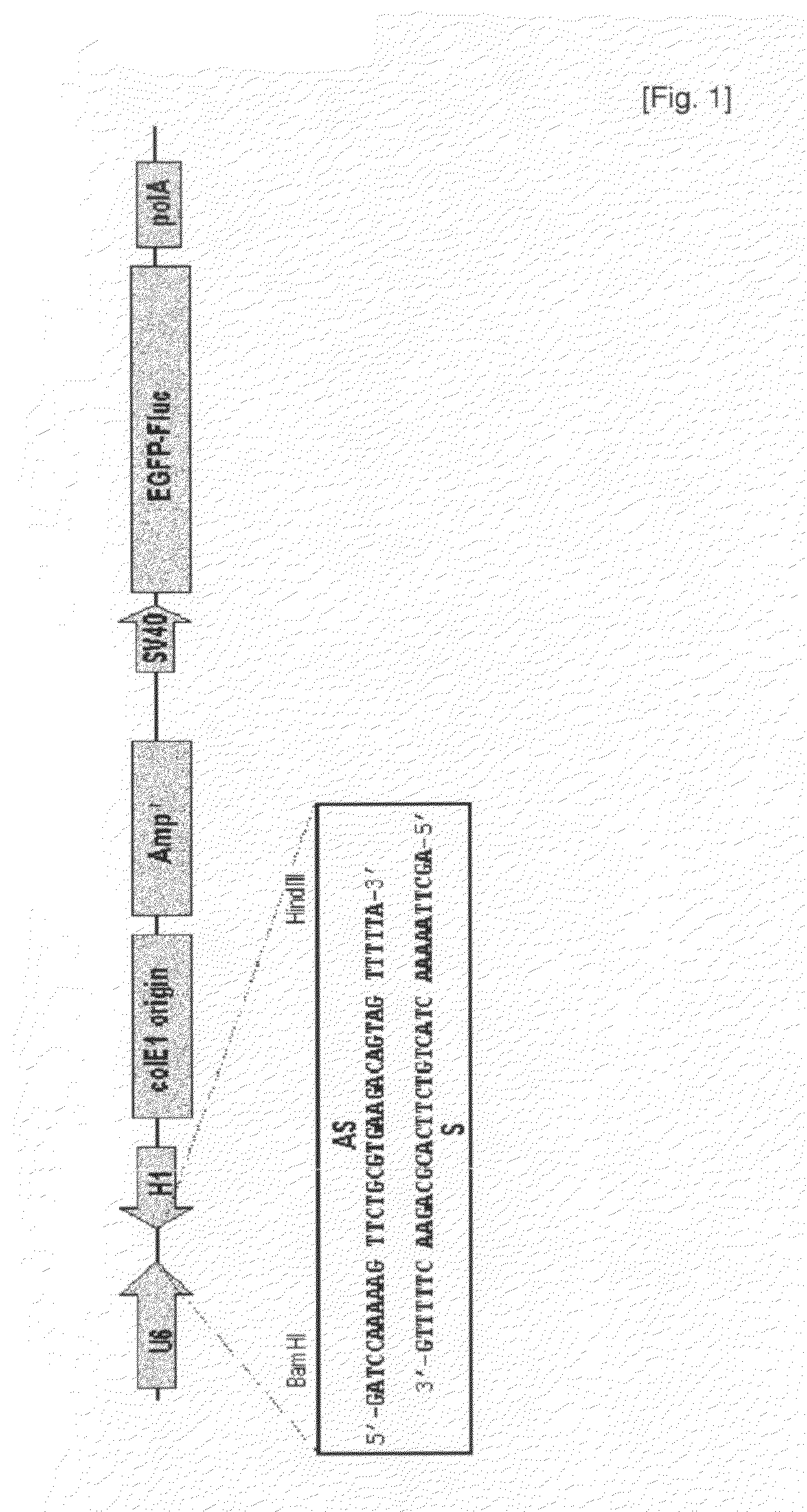 Small Interfering RNA Specific For HCV And Therapeutic Agent For Hepatitis C Comprising The Same