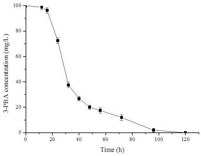 Aspergillus oryzae capable of effectively degrading 3-PBA (3-phenoxybenzoic acid)