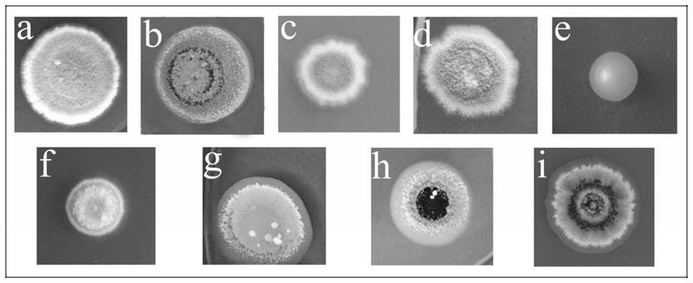 Streptomyces with dual functions of disease prevention and insecticide, application thereof, cultivation method, and biocontrol agent