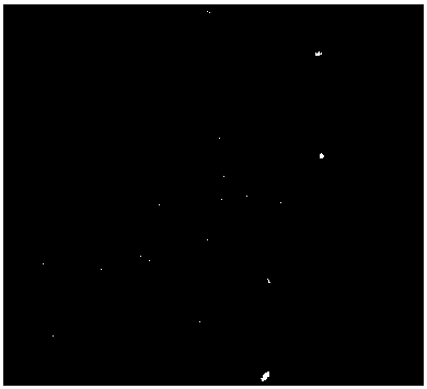 Preparation method of a primary cell line of neonatal piglet intestinal villi epithelium