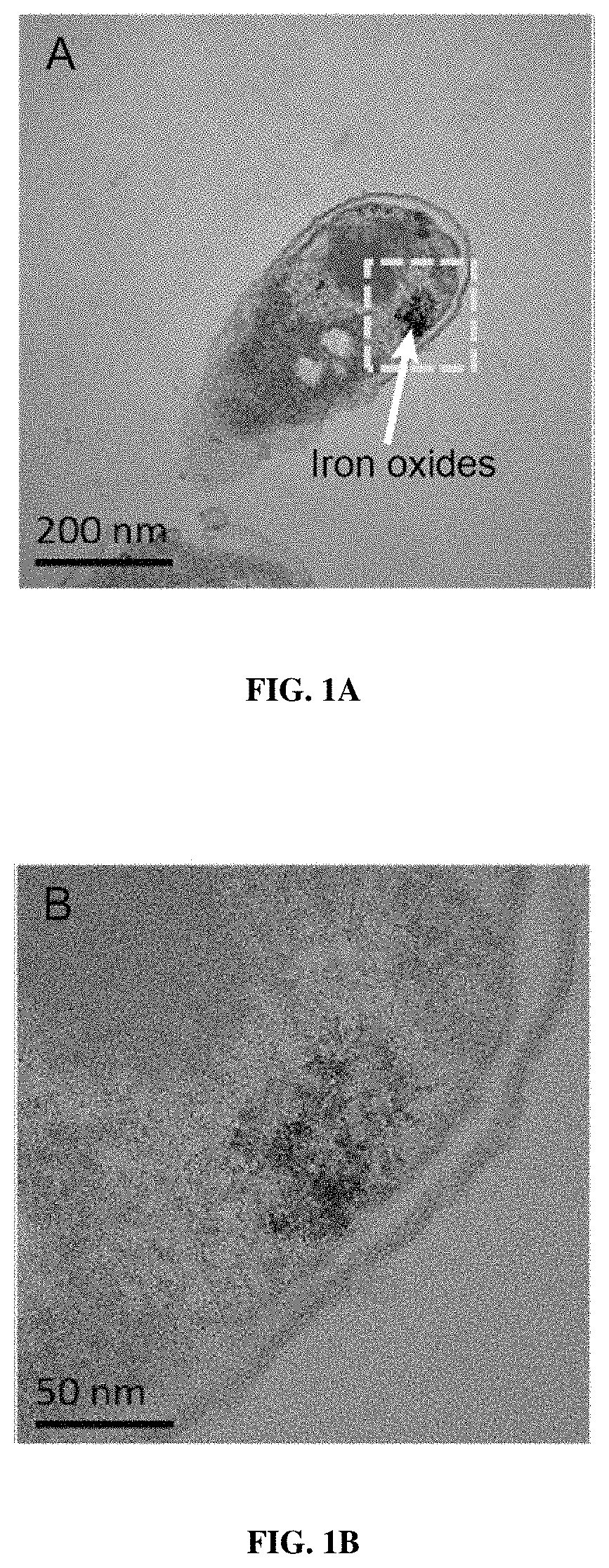 Magnetic bacteria, non-therapeutic and therapeutic uses thereof