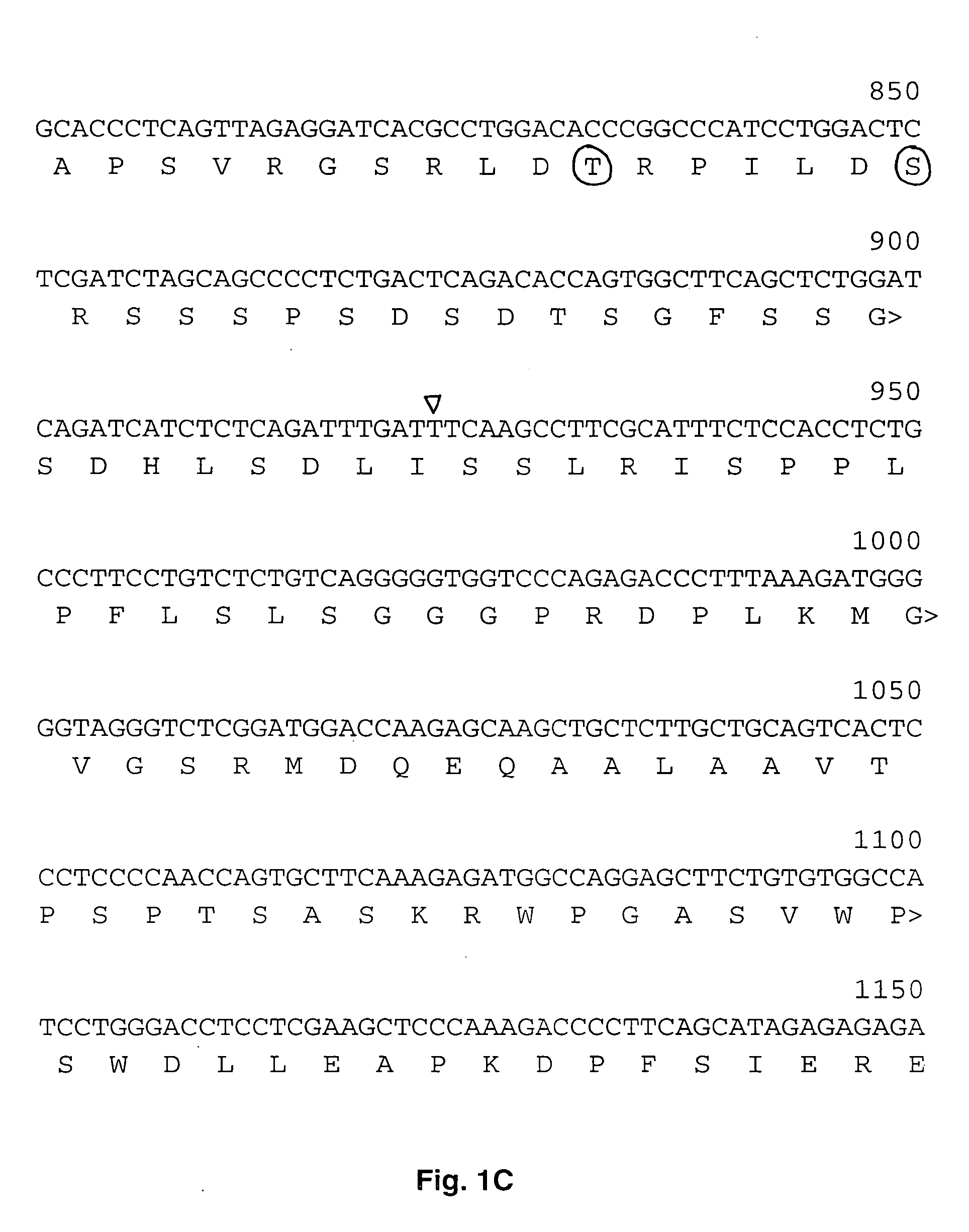 Human cytoplasmic polyadenylation element binding protein and uses thereof