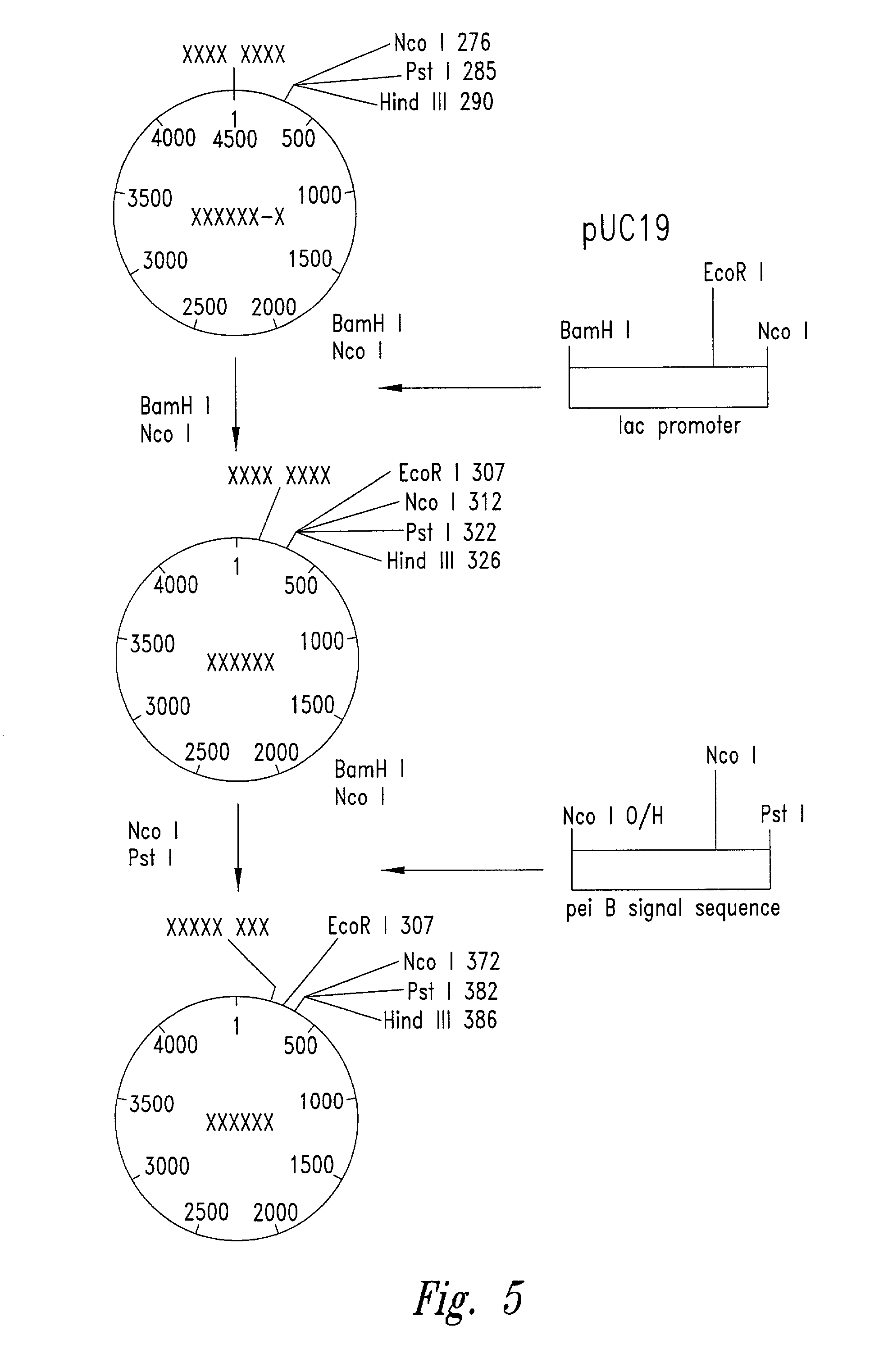 Streptavidin expressed gene fusions and methods of use thereof