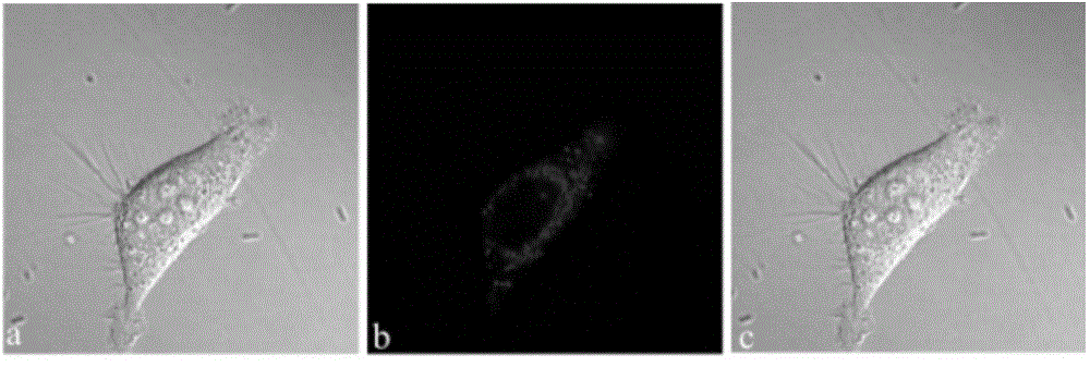 Preparation method of fluorescence dye using fluorescein as matrix and application thereof