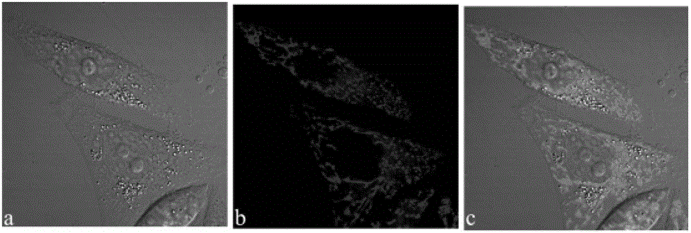 Preparation method of fluorescence dye using fluorescein as matrix and application thereof