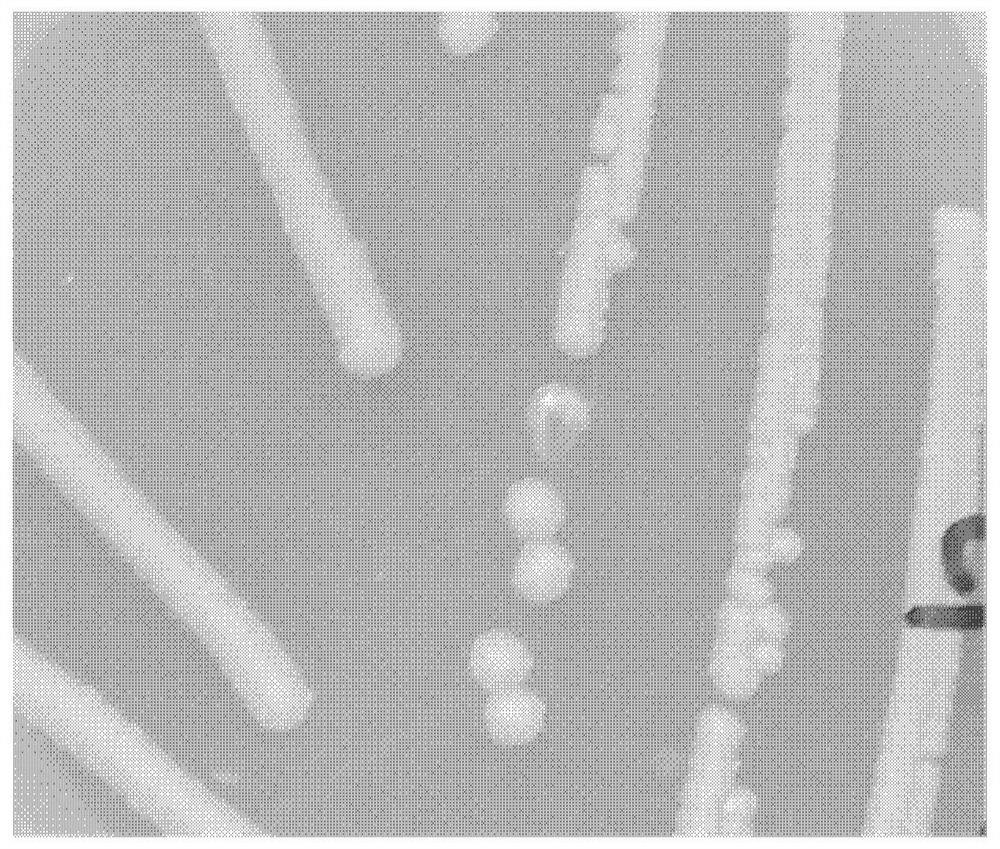 Compound bacterial strain, fungicide and application of compound bacterial strain and fungicide