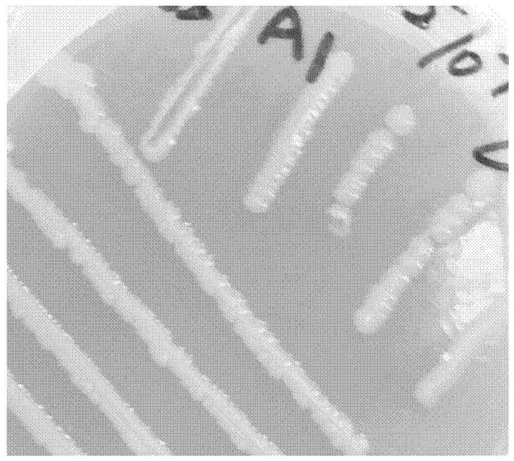 Compound bacterial strain, fungicide and application of compound bacterial strain and fungicide