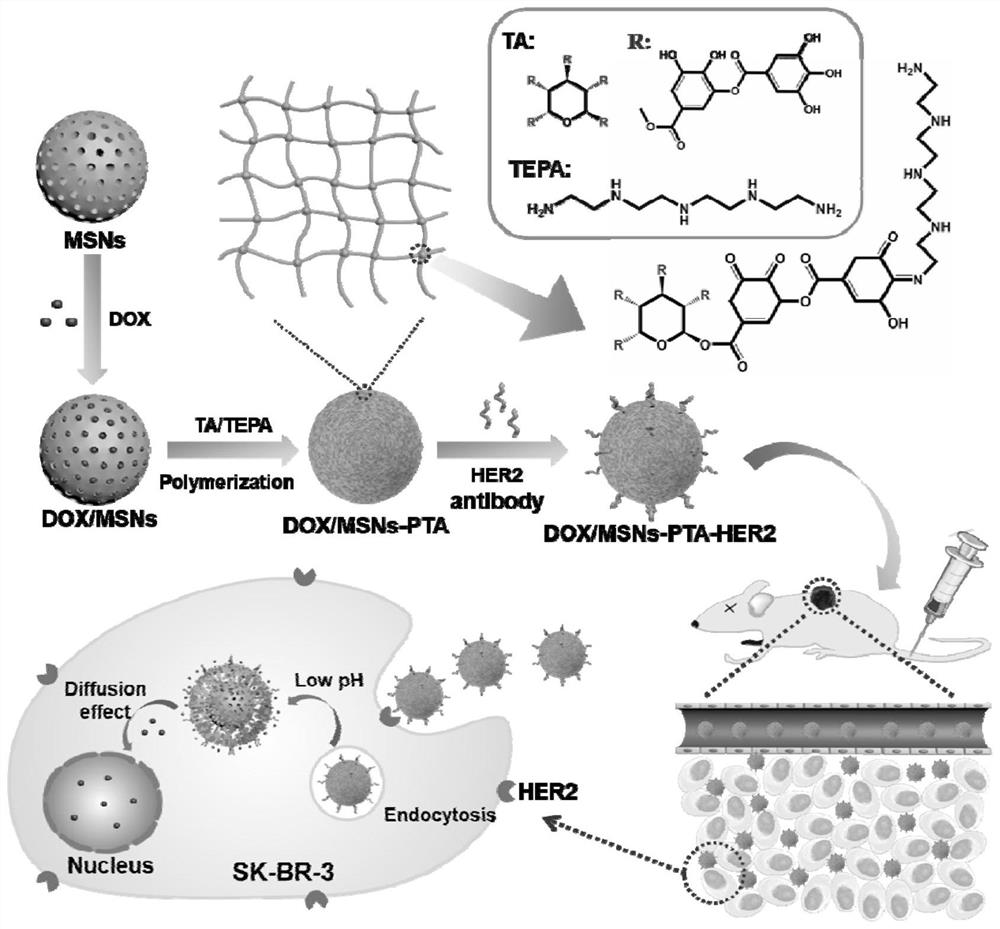 Preparation method and application of PH reversible controlled release meso-porous silicon nanometer drug delivery system