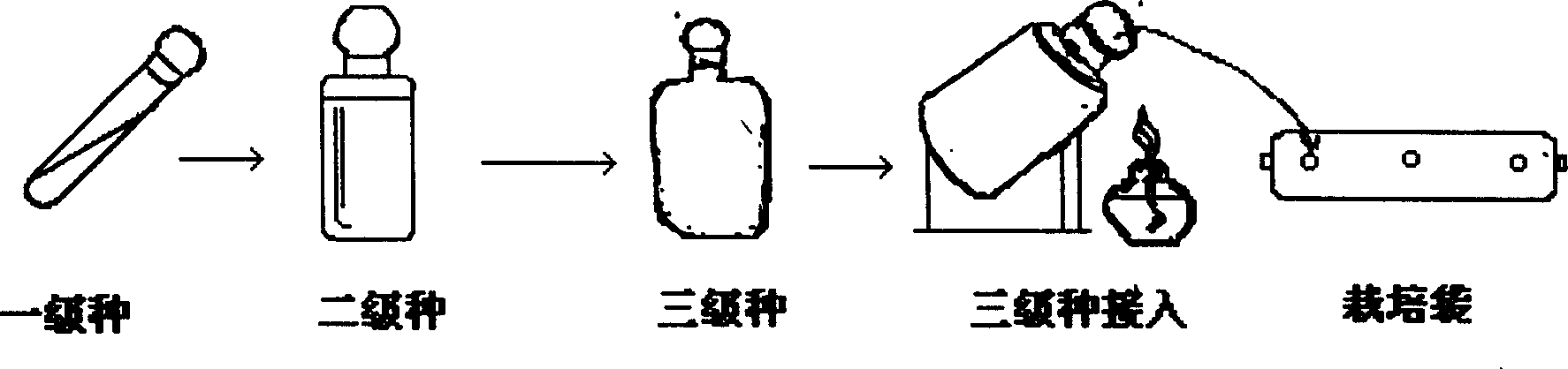 Edible mushroom capsule and capsule mushroom and production method thereof