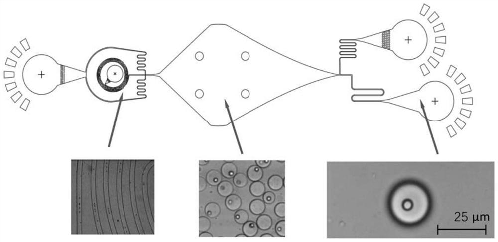 Virus single particle separation method based on nano-micro composite spheres
