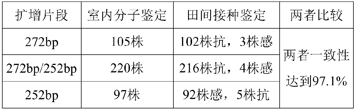 A molecular marker closely linked to rice blast resistance gene, primer and application thereof