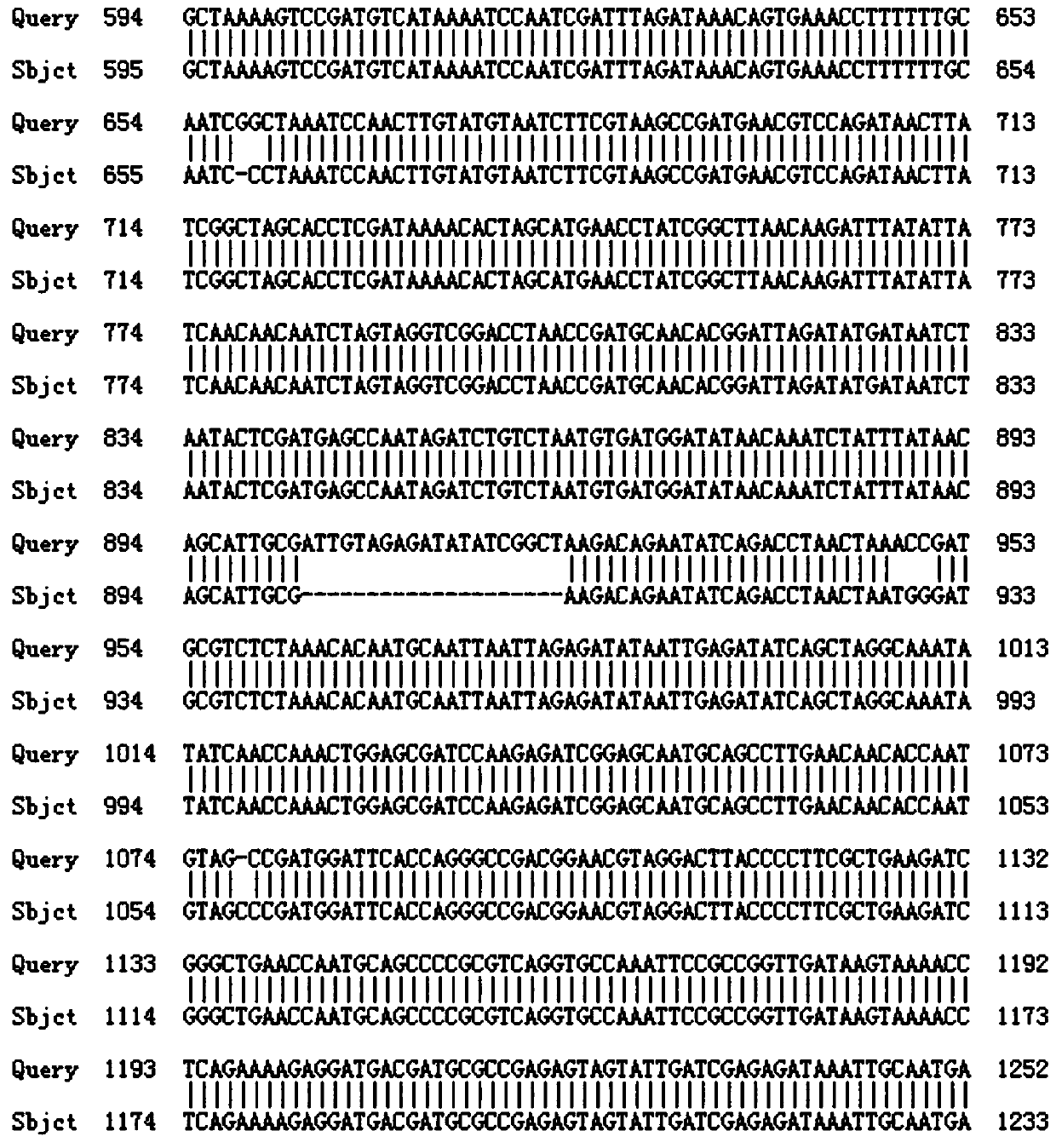 A molecular marker closely linked to rice blast resistance gene, primer and application thereof