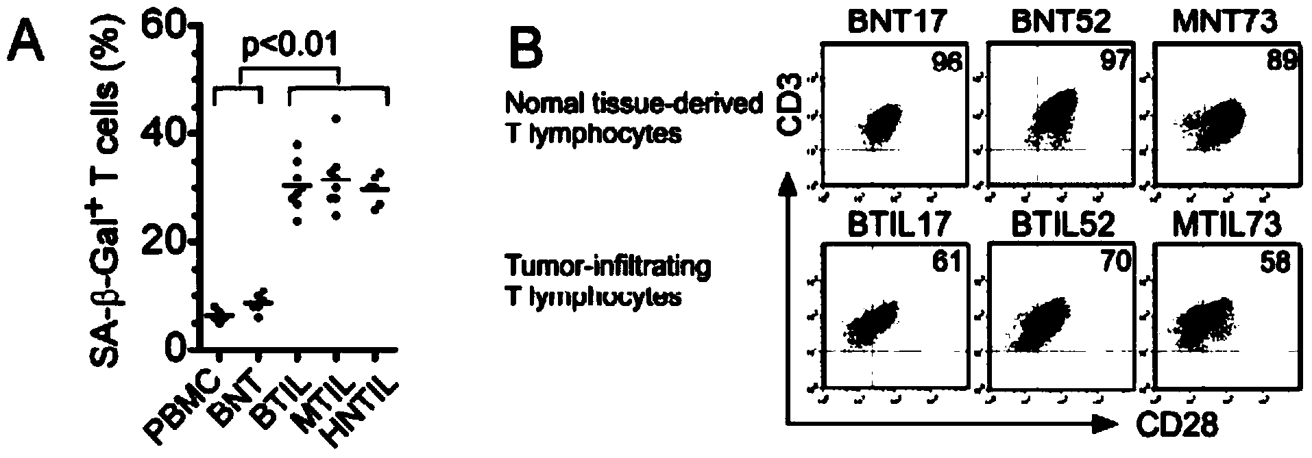 Method for preventing tumor-induced T cell aging and reversing immunosuppression capability of tumor-induced T cell, and use of tumor-induced T cell in antitumor immunological therapy