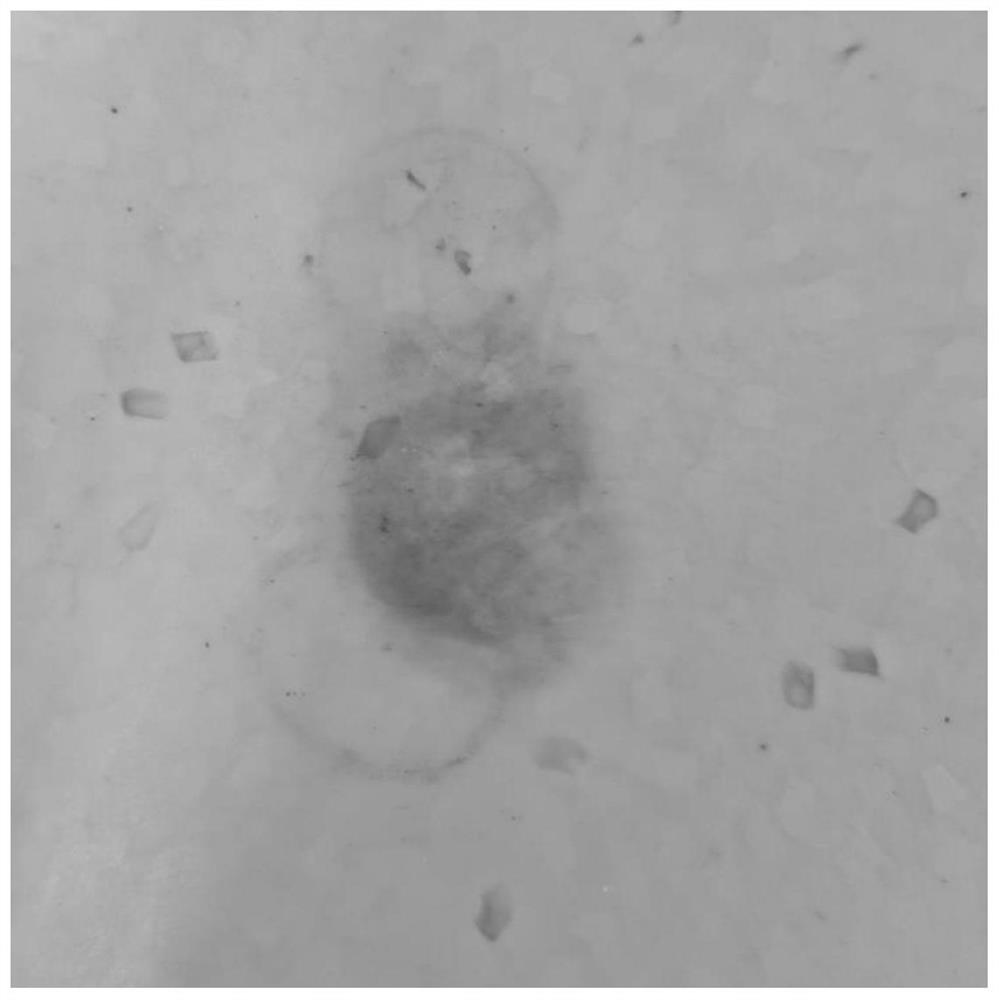 Shock-resistant protective material based on thermoplastic elastomer and preparation method of shock-resistant protective material