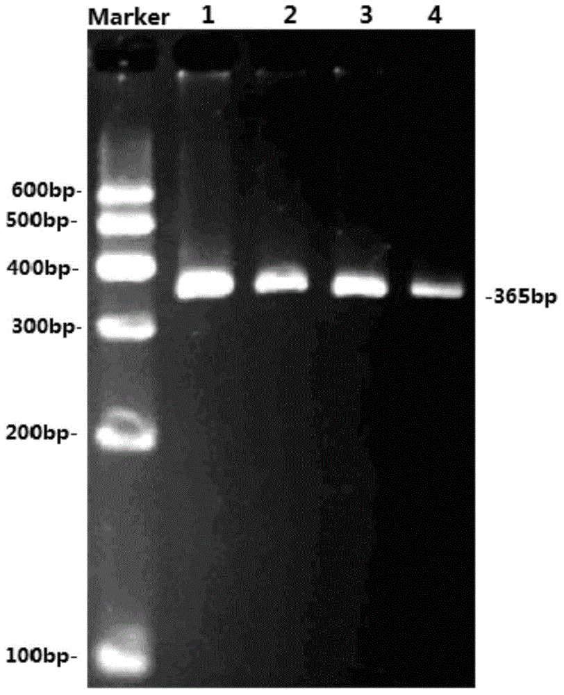 Method for detecting single-nucleotide polymorphism of goat ATBF1 gene and application of goat ATBF1 gene