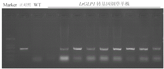 Application of lilium regale germin protein gene LrGLP1