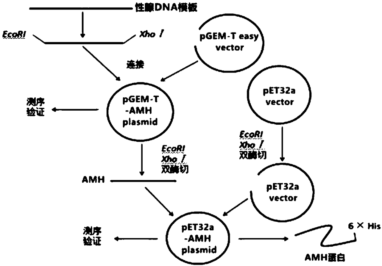 Anti-mullerian hormone AMH gene for epinephelus lanceolatus, encoding protein and application of anti-mullerian hormone AMH gene