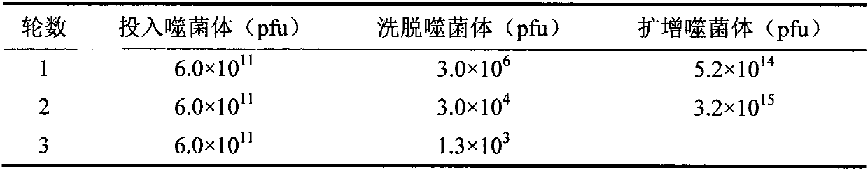 Phage display polypeptide specifically binding to imidacloprid antibody and application thereof