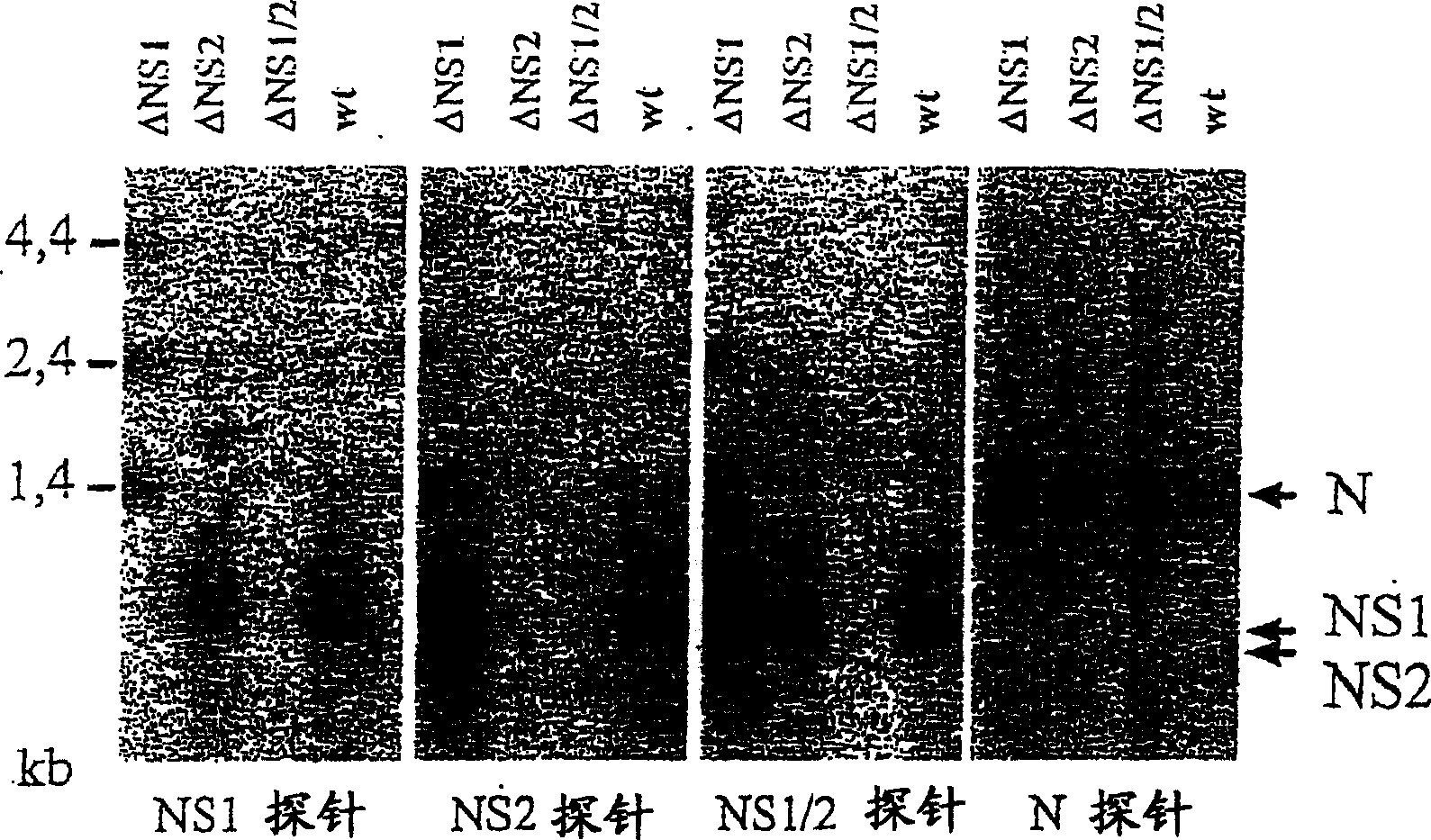 Pneumovirus NS proteins antagonising interferon (IFN) response